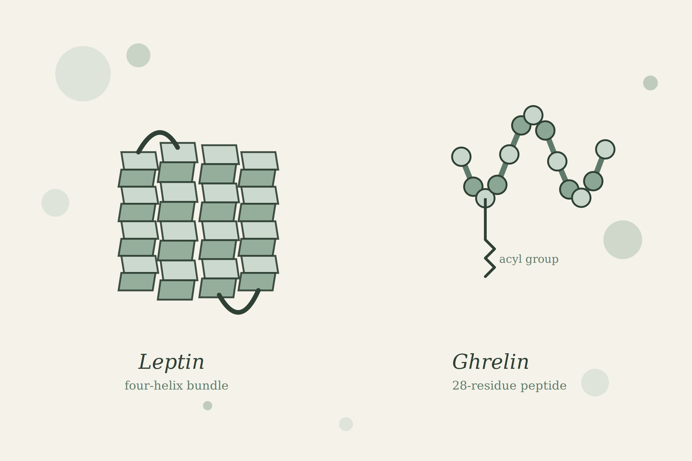Leptin and Ghrelin molecular structures